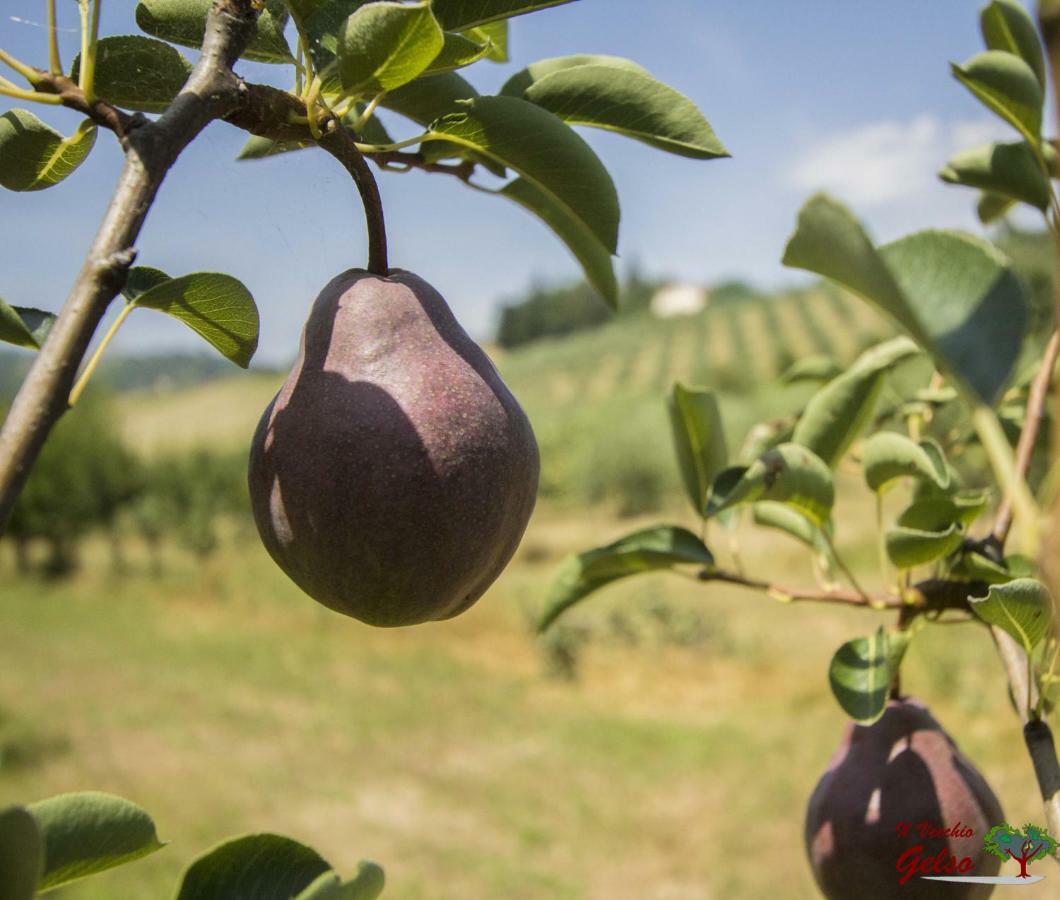 Il Vecchio Gelso - Agriturismo Rimini Montefiore Concaヴィラ エクステリア 写真